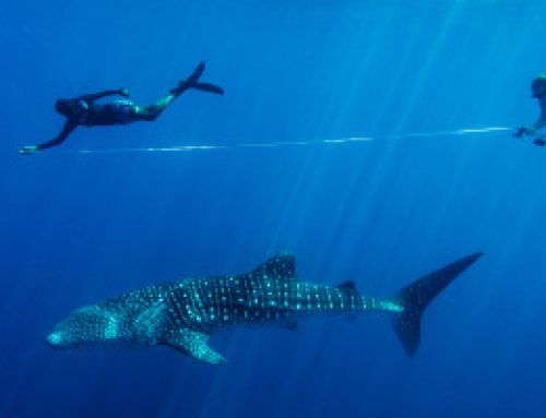 Whale Sharks – why they matter